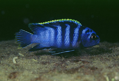 Labidochromis sp. 'mbamba' Ngkuyo Island